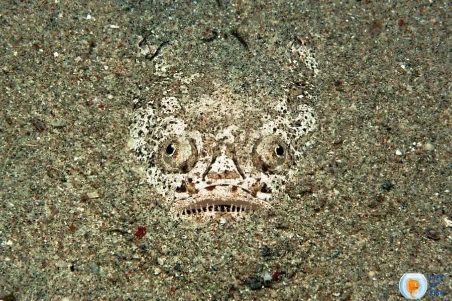 Stargazer fish