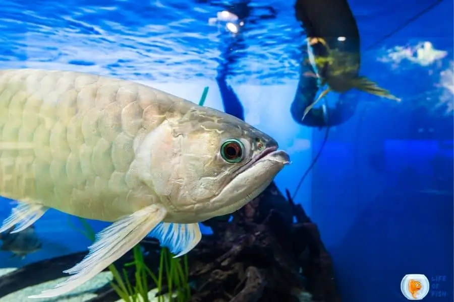 arowana tank size