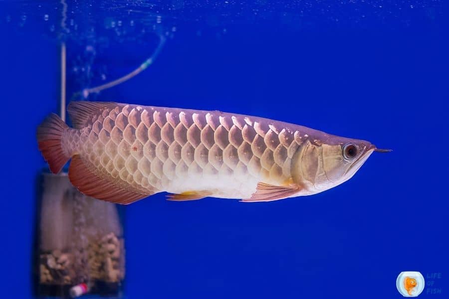 arowana tank size