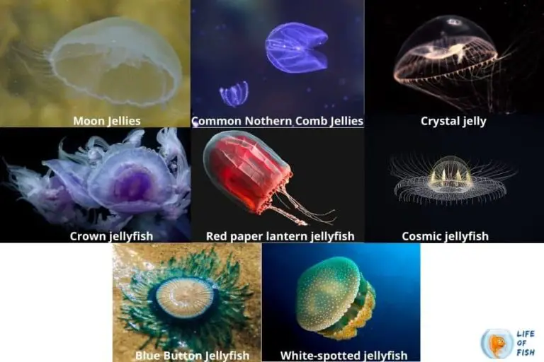 Bioluminescent Jellyfish | 7 Illuminating Facts You Must Know