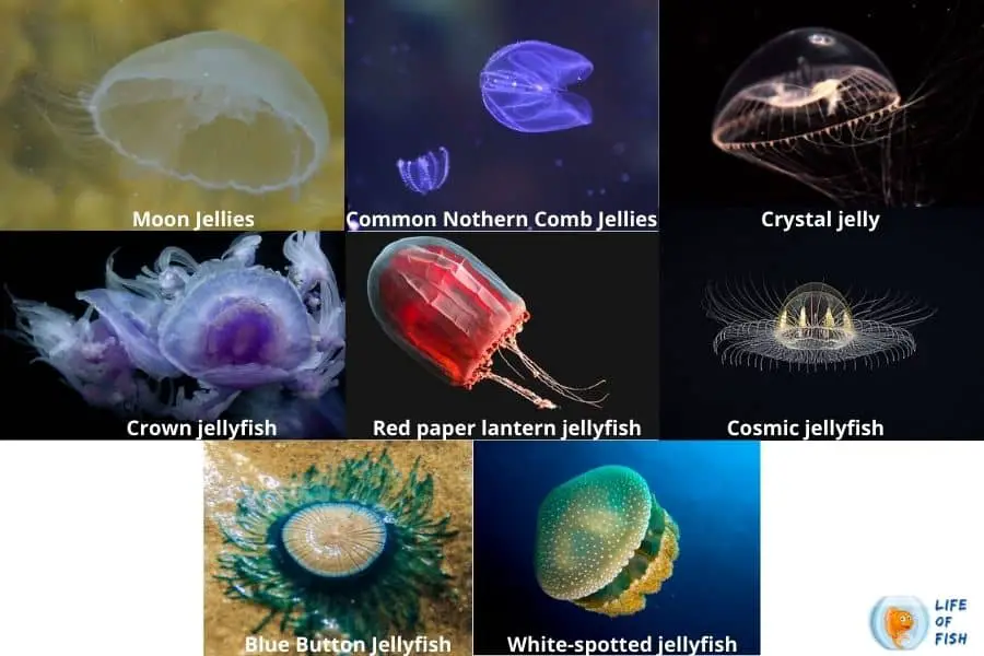 bioluminescent jellyfish 