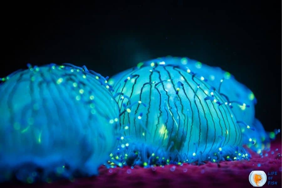 bioluminescent jellyfish