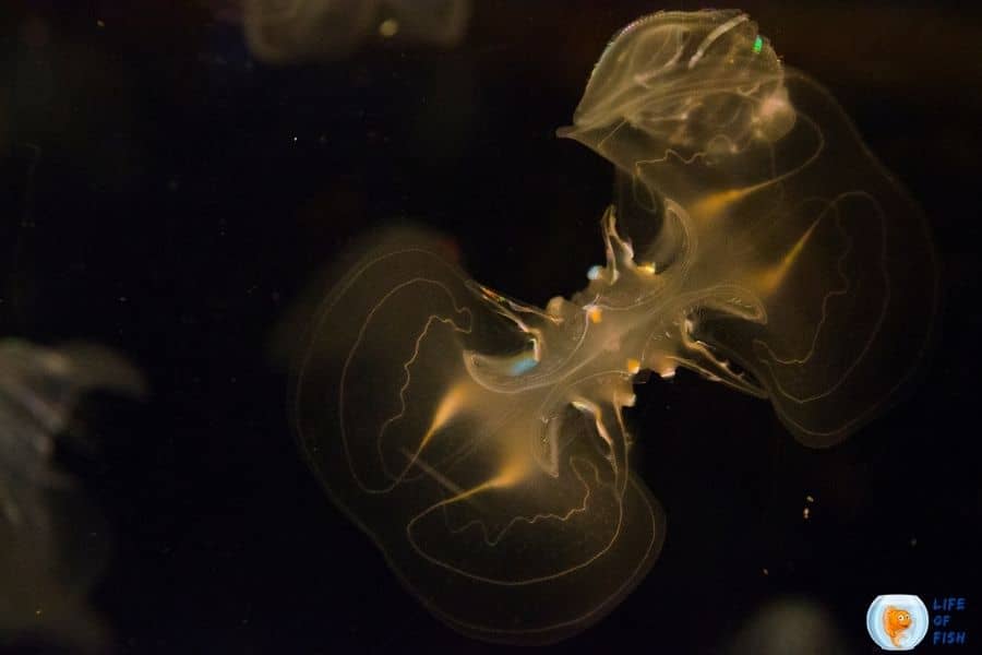 bioluminescent jellyfish