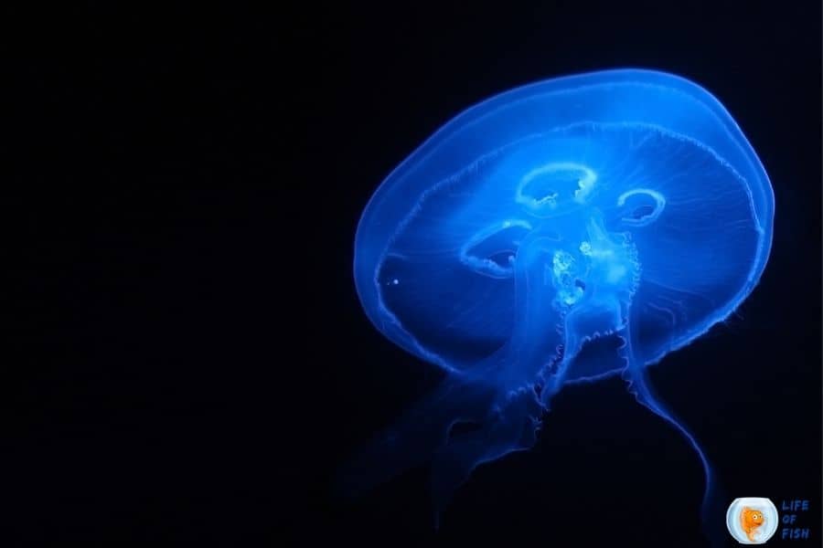 bioluminescent jellyfish