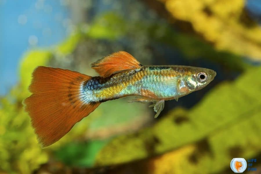 fin rot in guppies