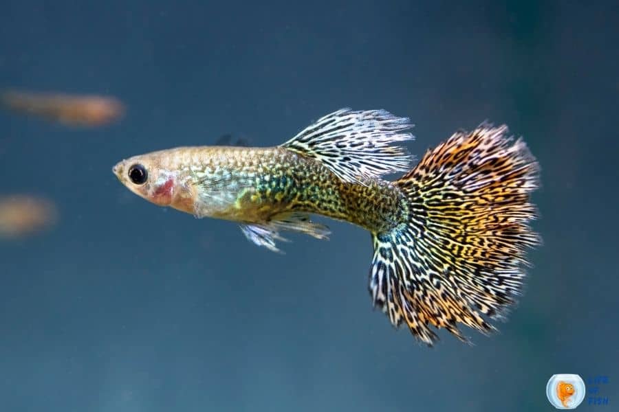 fin rot in guppies