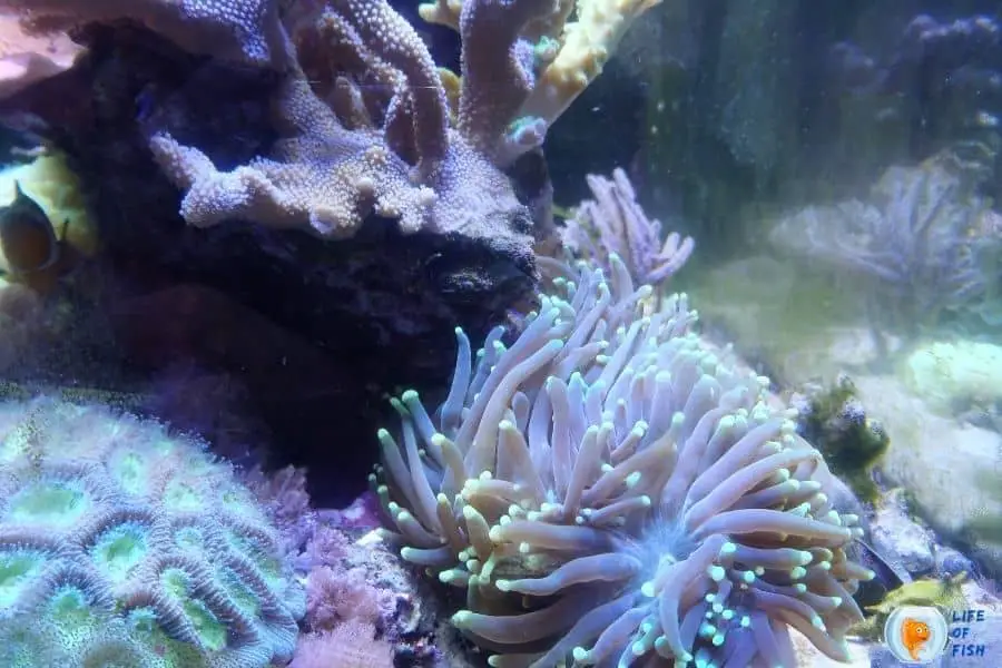 freshwater dip for coral