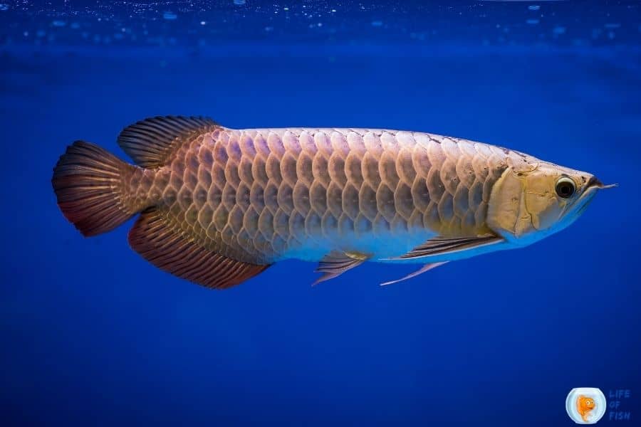 platinum arowana