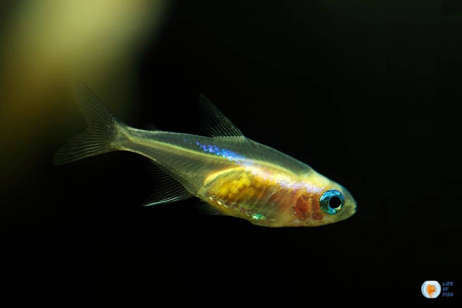 pregnant neon tetra eggs