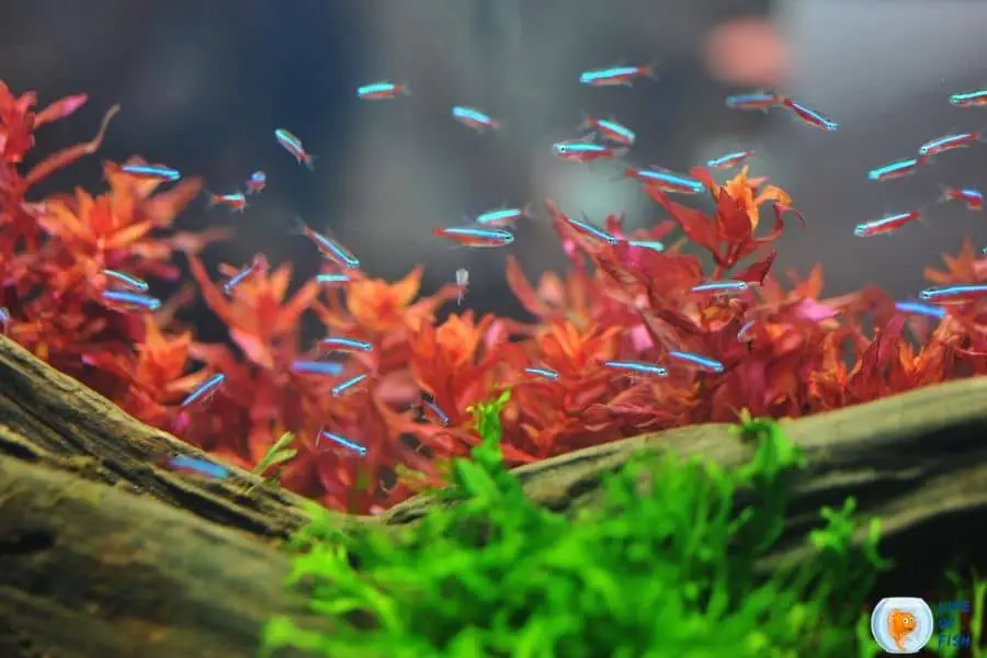 pregnant neon tetra