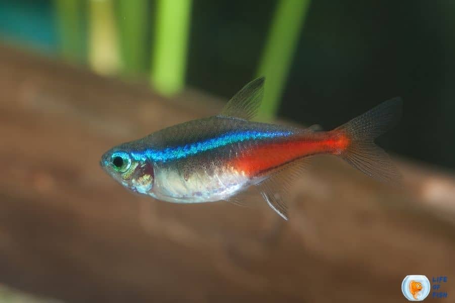 pregnant neon tetra