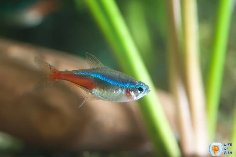 pregnant neon tetra