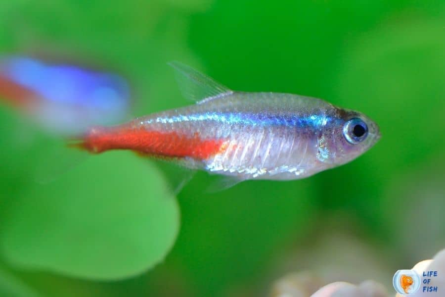 pregnant neon tetra