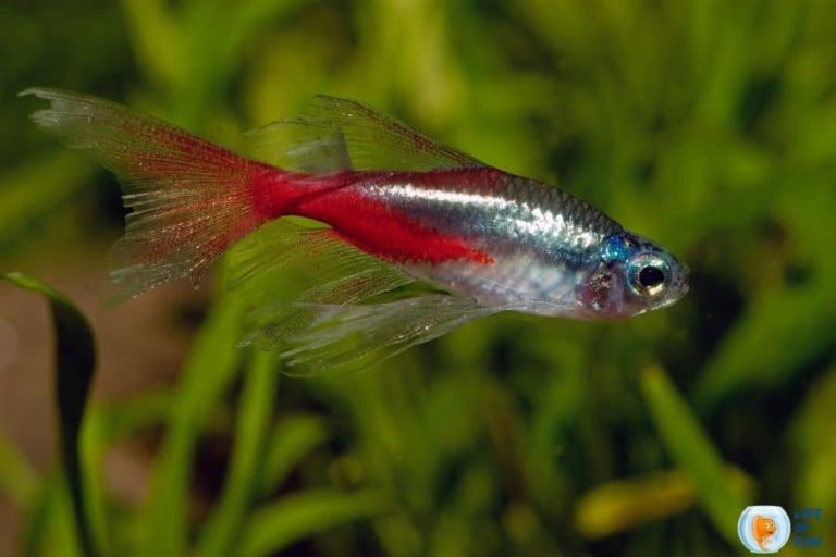 Pregnant Neon Tetra Expert Advice On Caring And Rearing