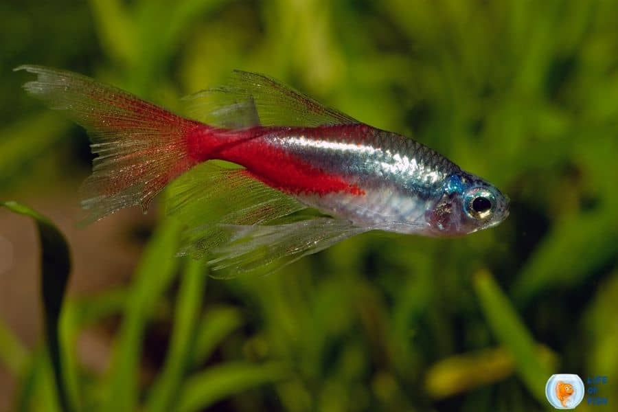 pregnant neon tetra