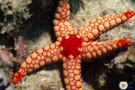 How Do Starfish Reproduce? | 14 Useful Facts From Experts |