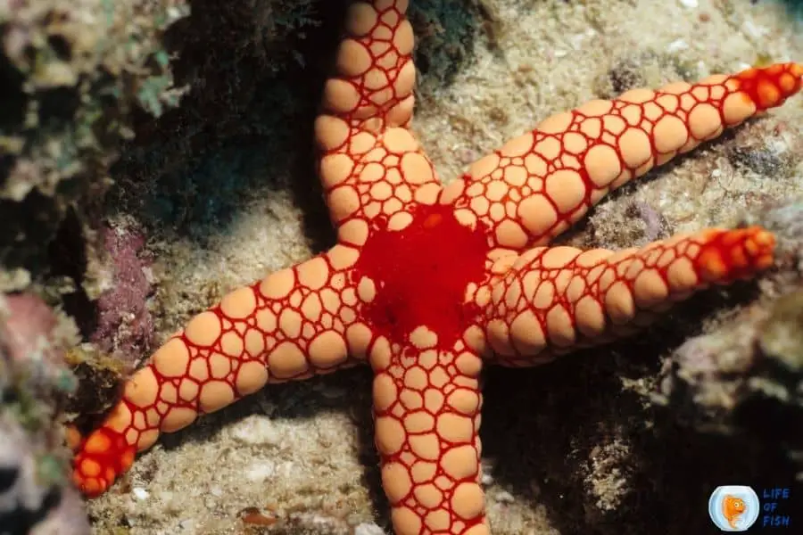 seastar reproduce