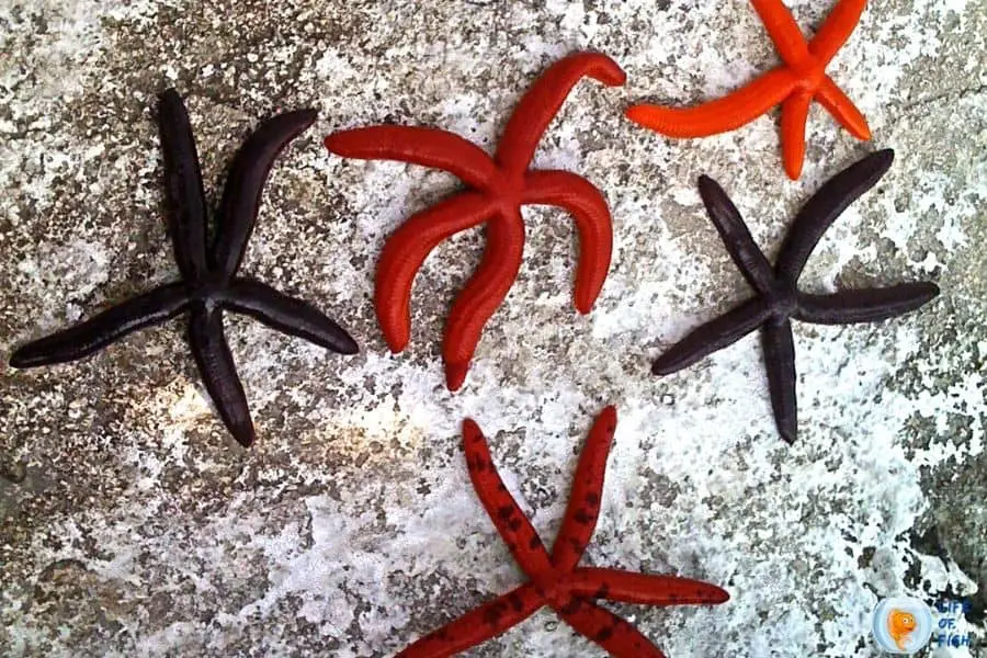 seastar reproduce