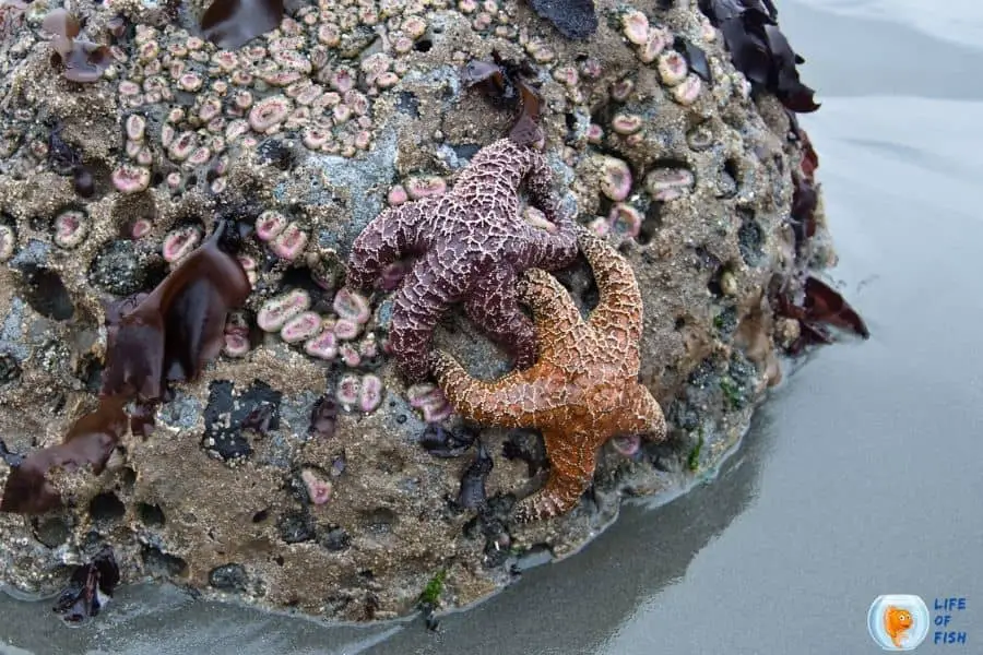 seastar reproduce