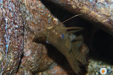 13 Things You Most Likely Didn’t Know About Upside Down Catfish