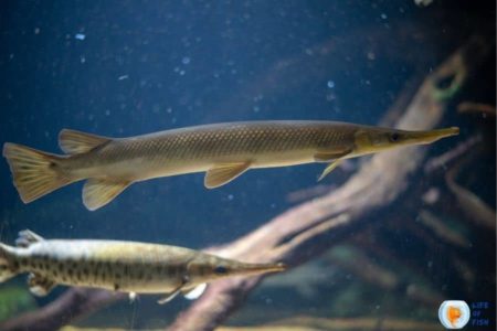 Types Of Gar Fish | 7 Fearless Fish With Compariosion |