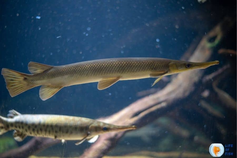 Alligator Gars Live