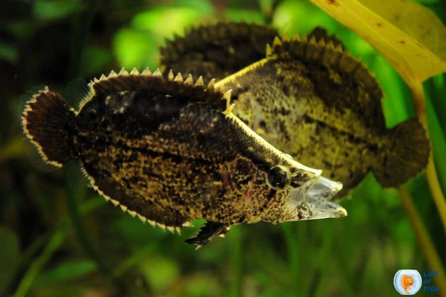 Amazon Leaf Fish