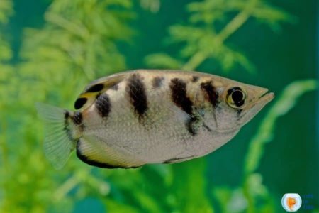 Archer Fish Ultimate Care Guide | 14 Interesting Facts You Should Know |