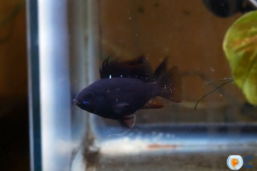 Black Ram Cichlid