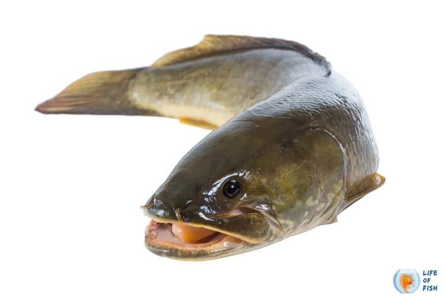 Can Bowfin bite you