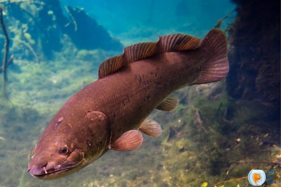 Florida Mudfish