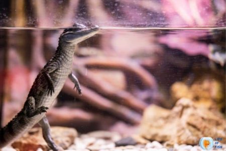 Can You Put An Alligator In A Fish Tank? | 8 Important Things To Remember |