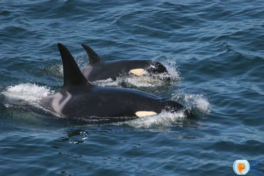 Do Orcas Attack Humans