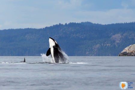 Do Orcas Attack Humans? | Are They Vicious As It Sound?