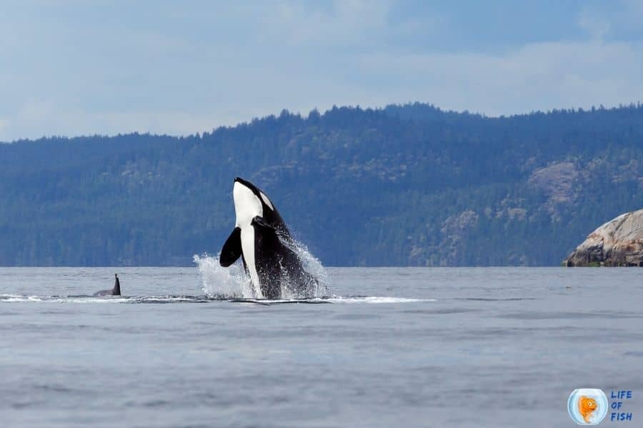 Do Orcas Attack Humans
