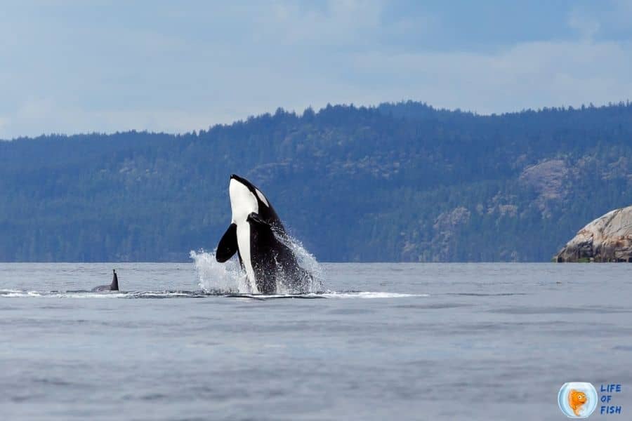 Do Orcas Attack Humans? | Are They Vicious As It Sound?