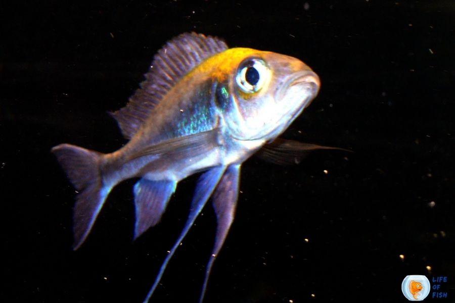 Featherfin cichlid