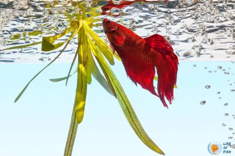 Fish At Top Of Tank After Water Change (What To Do?)