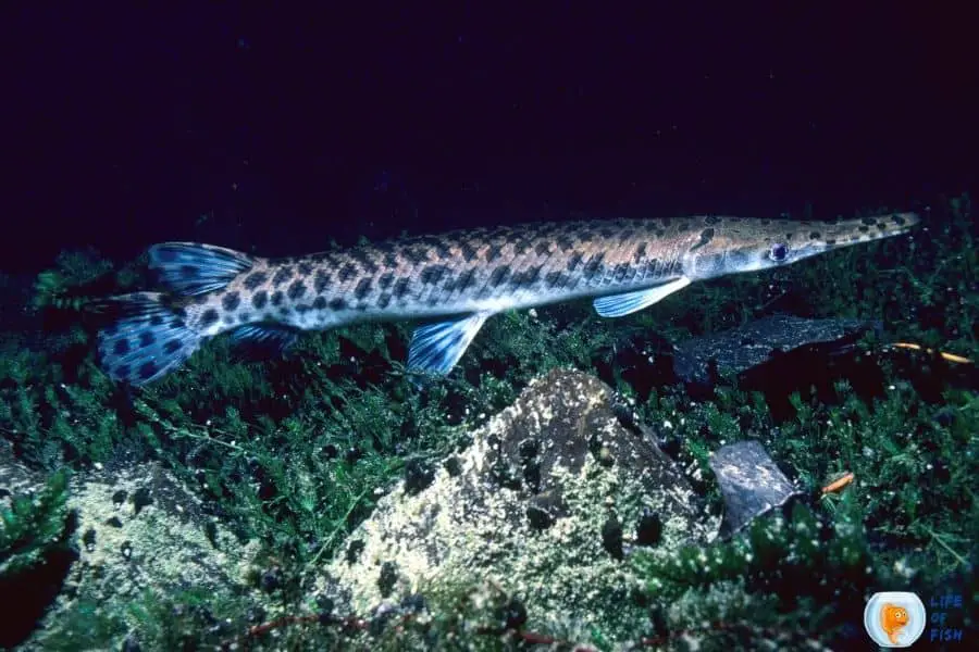 Types Of Gar Fish