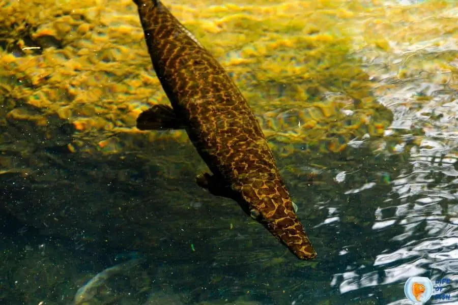 Florida Gar