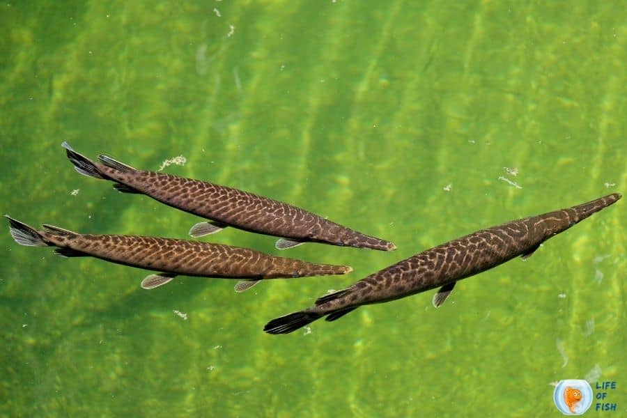 Florida Gar