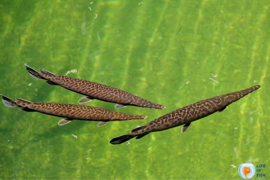 Gars tank mates