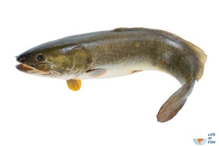 Florida Mudfish | 13 Interesting Facts About A Unfamous Fish |