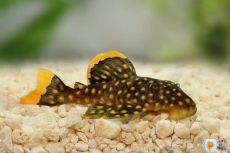 Gold Nugget Pleco Care | 12 Golden Facts Just For You |