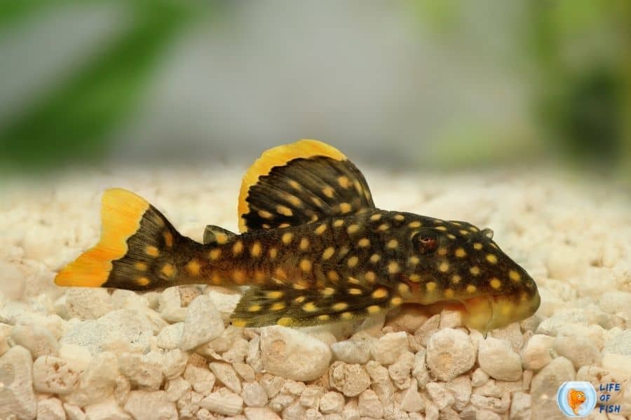 Gold Nugget Pleco