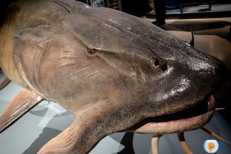 Goonch Catfish | 10 Amazing Facts About Scary-looking Fish