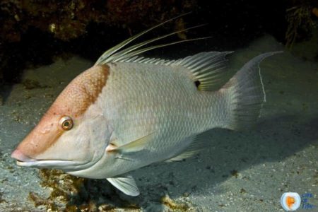 Hogfish (Lachnolaimus maximus) | 18 Adorable Facts About Them |