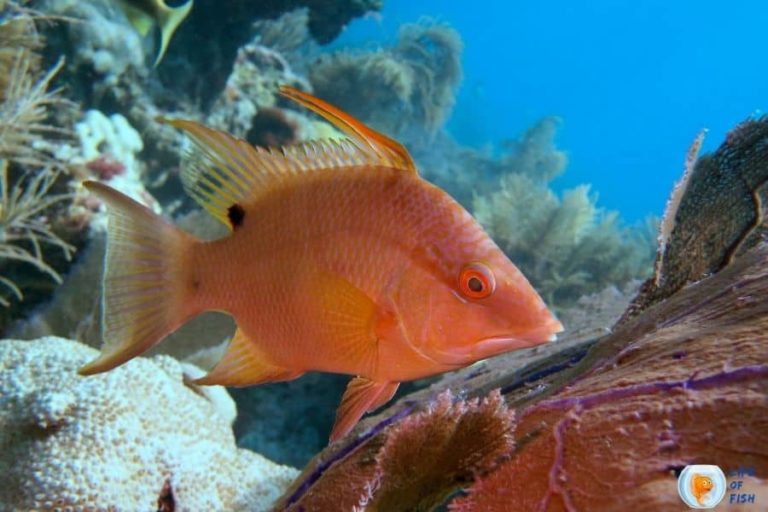 Hogfish (Lachnolaimus maximus) 18 Adorable Facts About Them