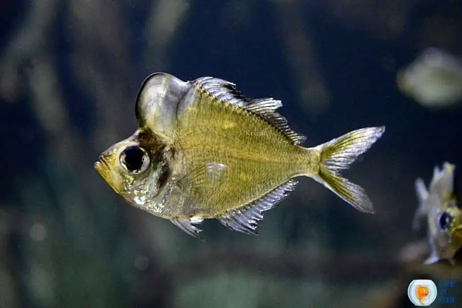 Humphead Glassfish