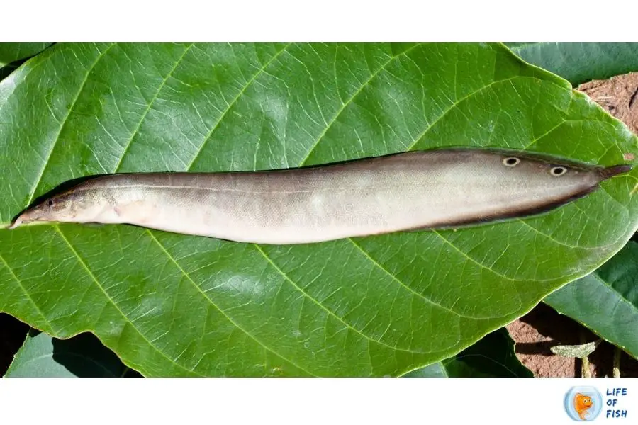 Peacock Eel